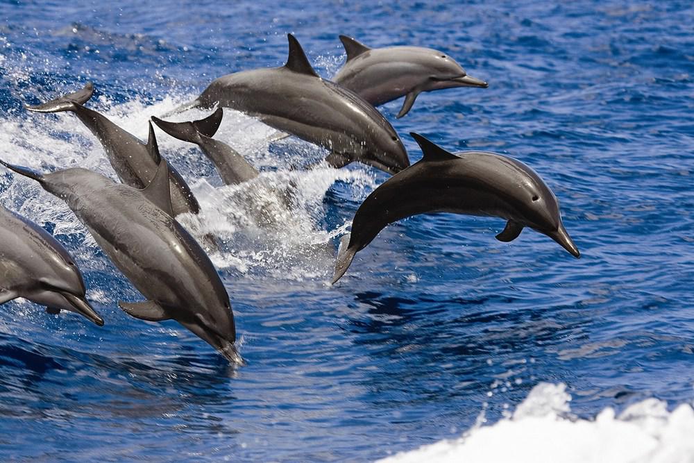 Dolphin Tour 2.5h